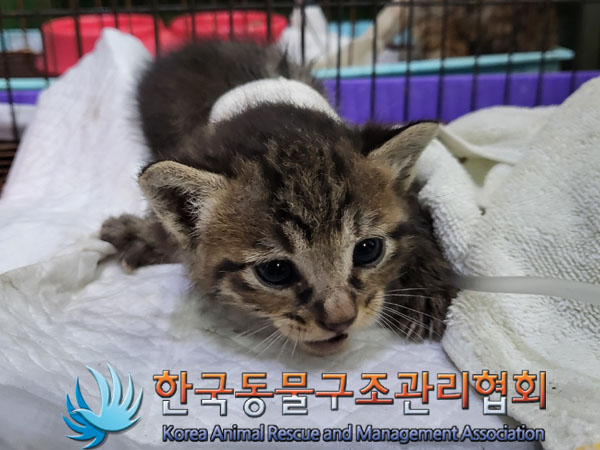 한국동물구조관리협회_411301202300365
